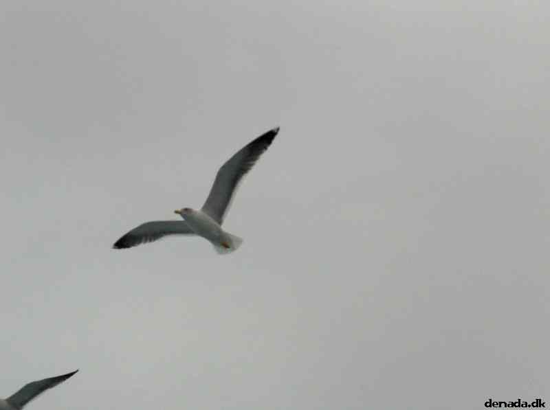 * Image 46