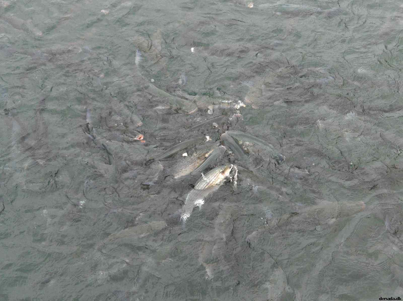 * Image 38