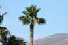 Tenerife_286.jpg - 2007:01:25 17:24:03