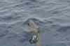 Tenerife_516.jpg - 2007:01:26 16:46:37