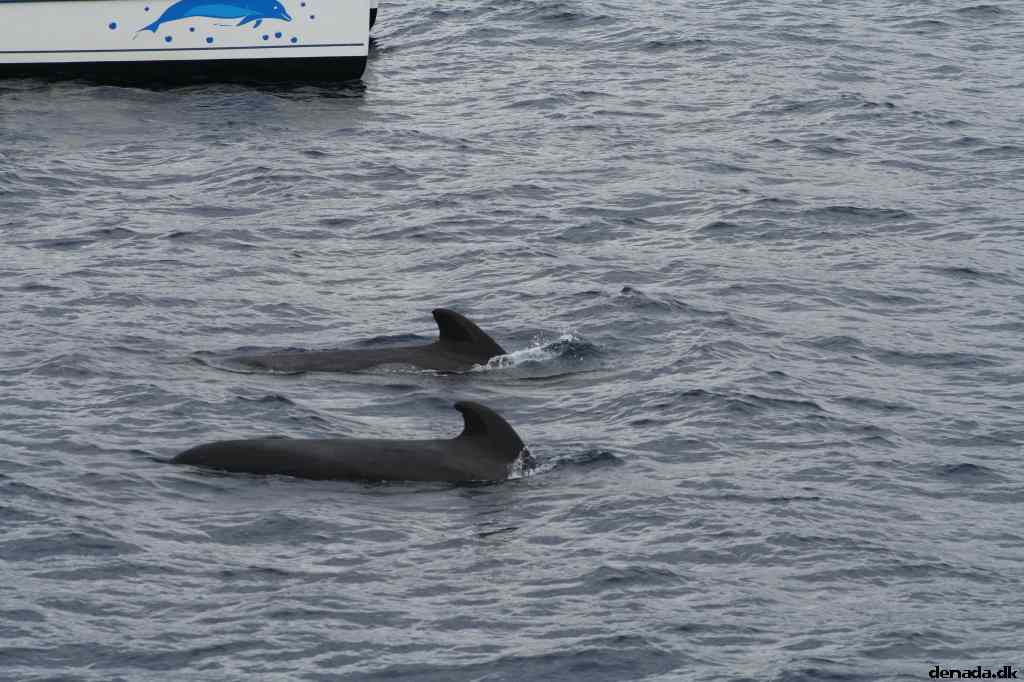* Image 61