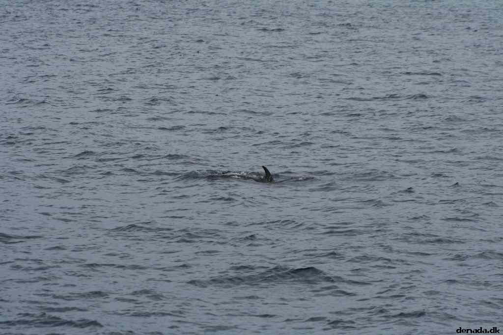 * Image 93