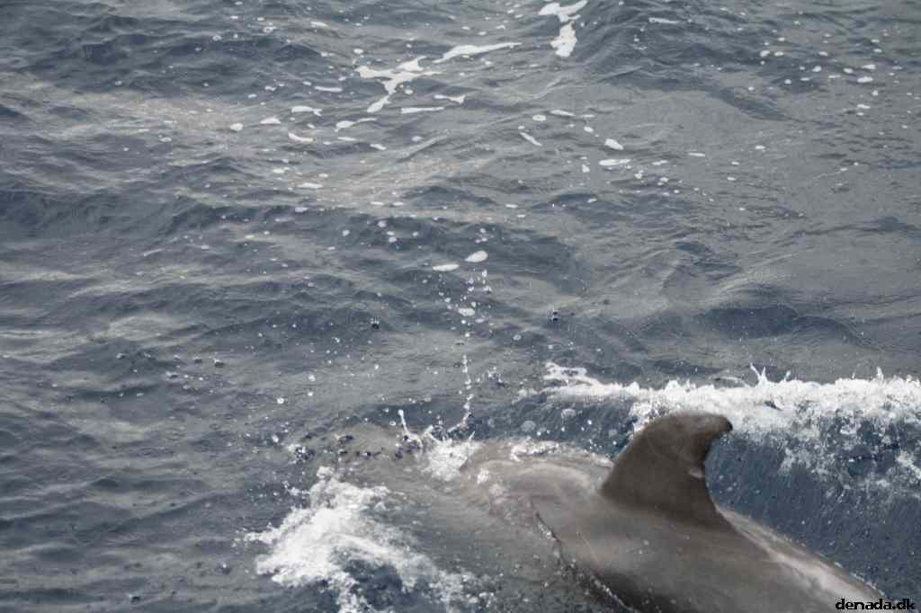* Image 102