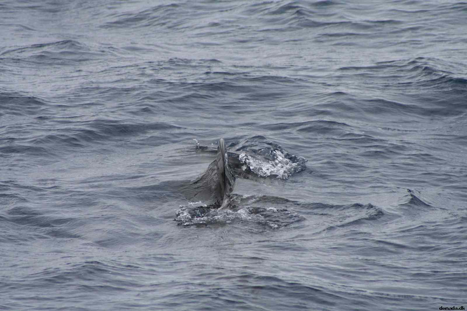 * Image 58