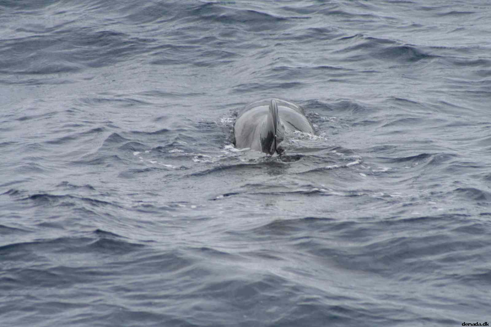 * Image 59