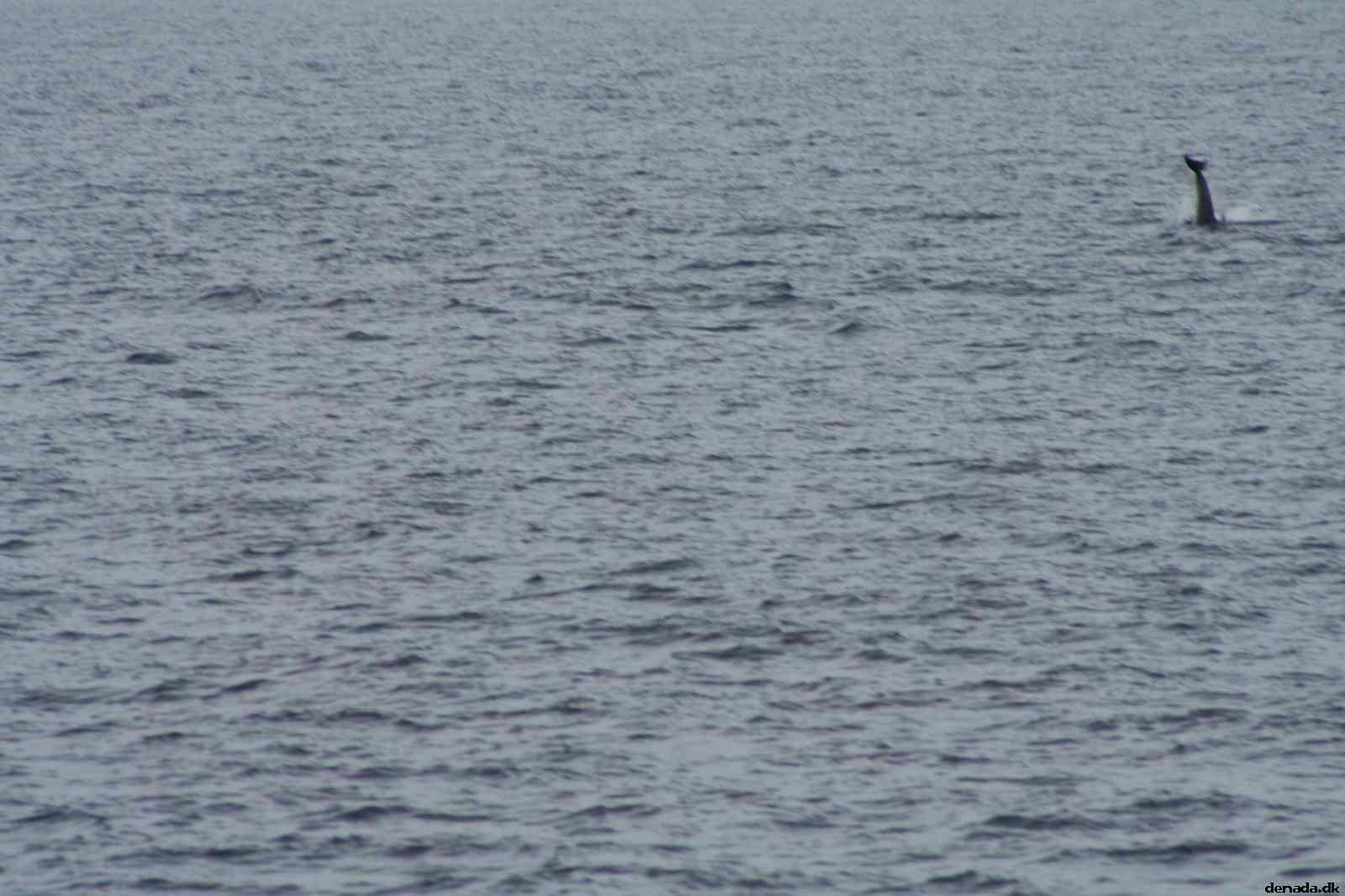 * Image 84