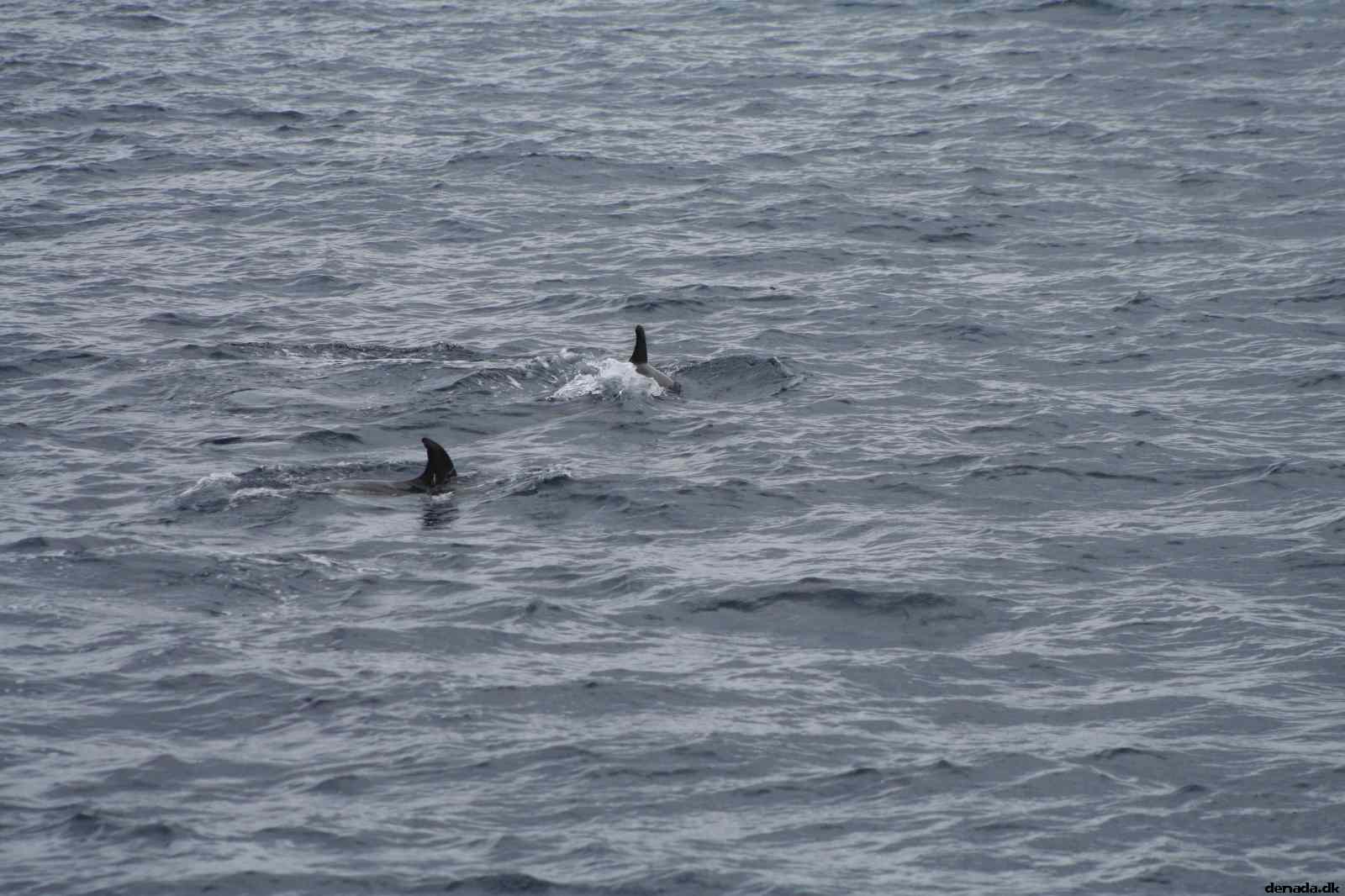 * Image 96