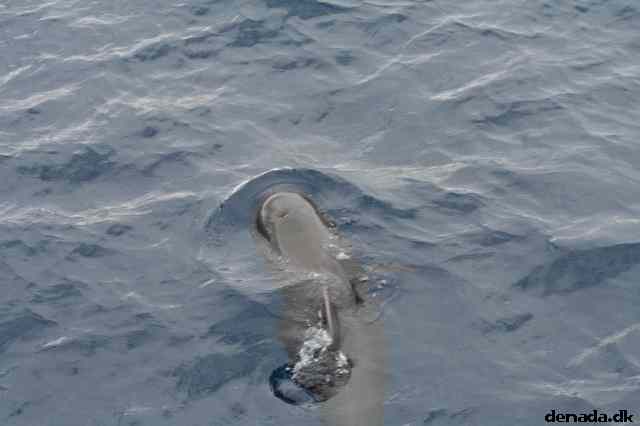 * Image 66