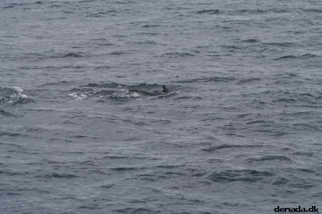 * Image 90