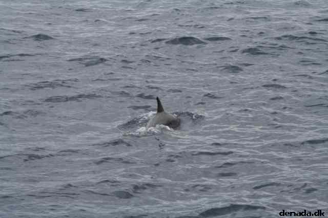 * Image 91
