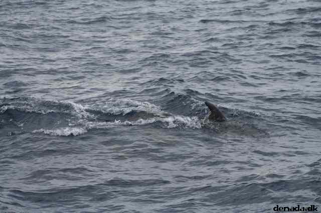 * Image 92