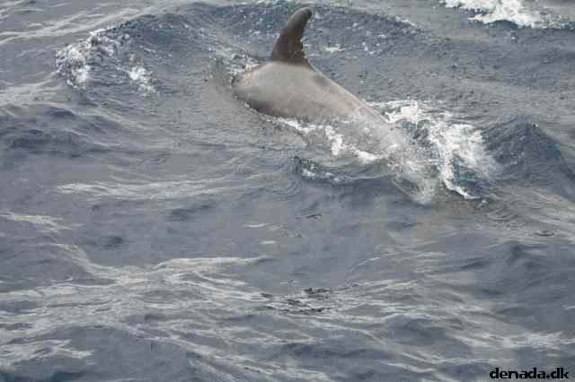 * Image 103