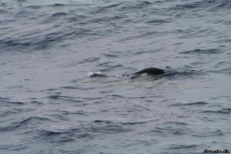 * Image 63