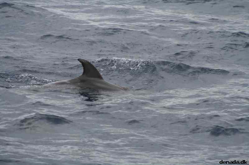 * Image 97