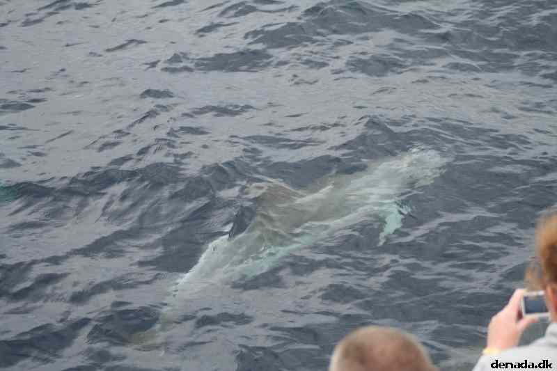 * Image 99
