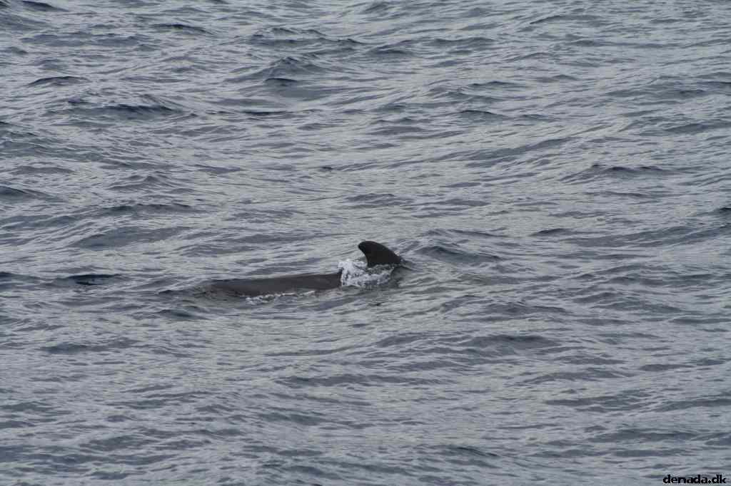* Image 474