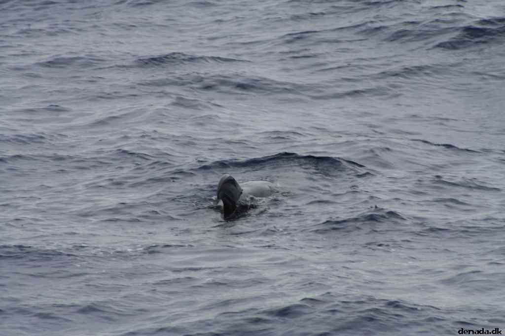 * Image 476