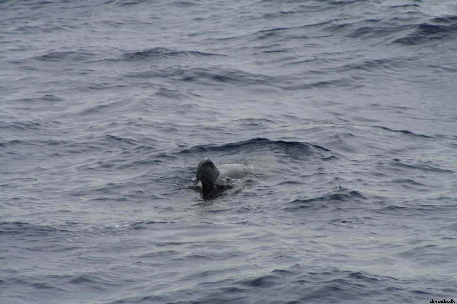 * Image 476