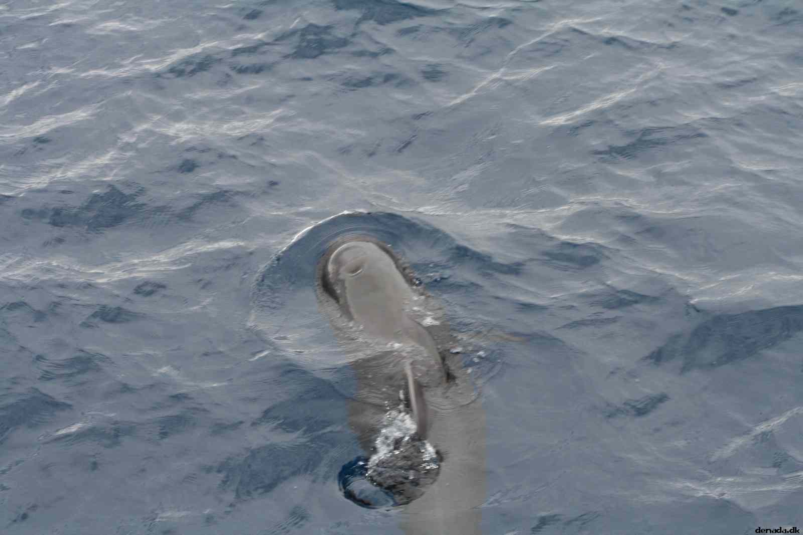 * Image 478