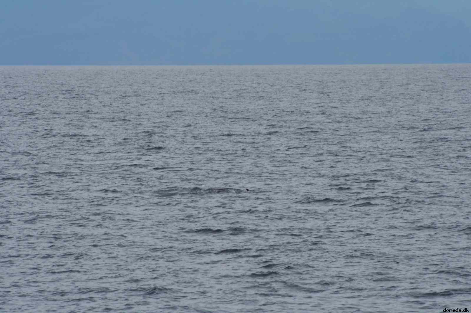 * Image 497