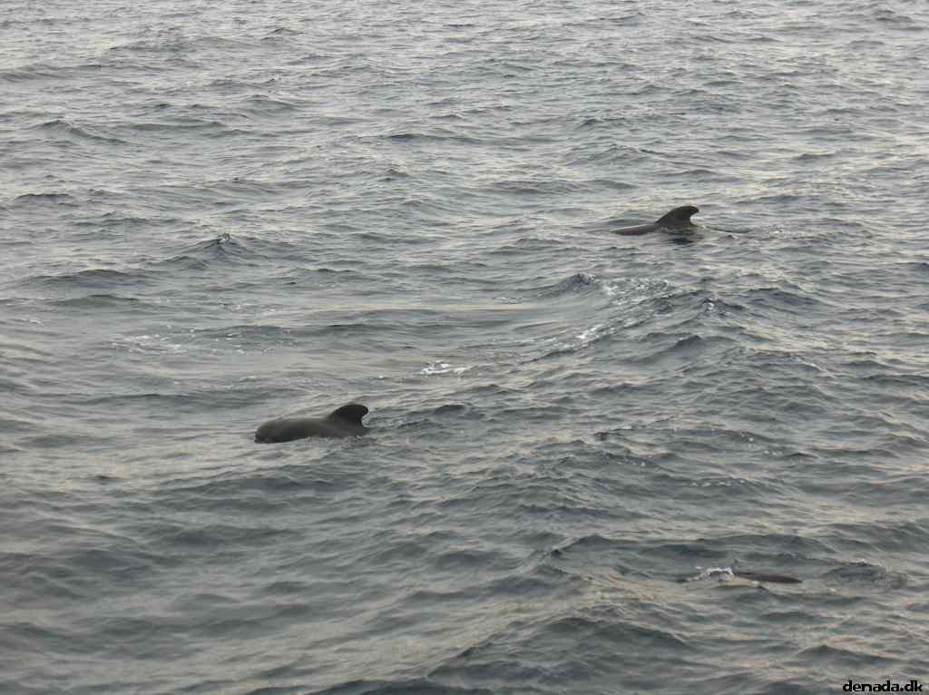 * Image 37