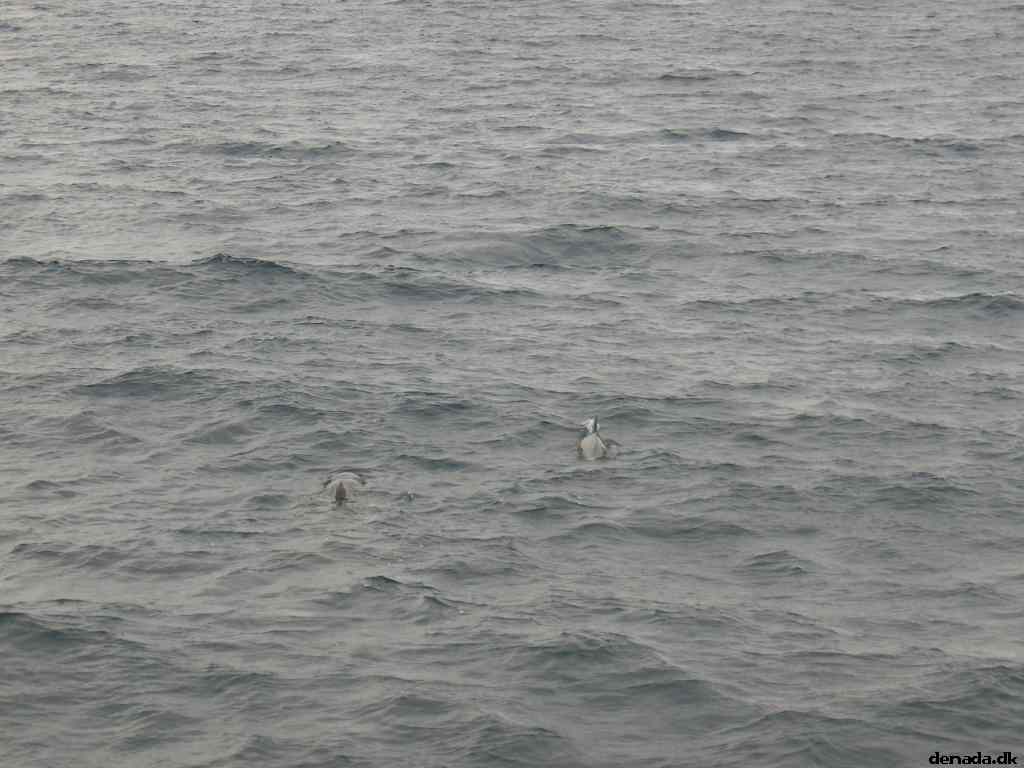 * Image 32