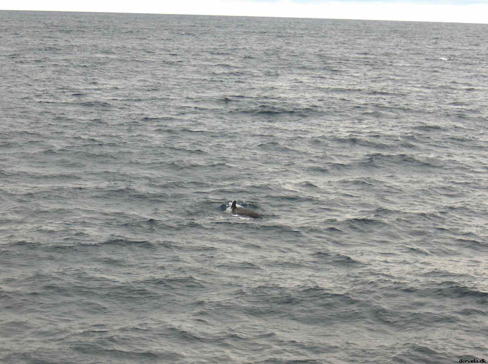 * Image 39