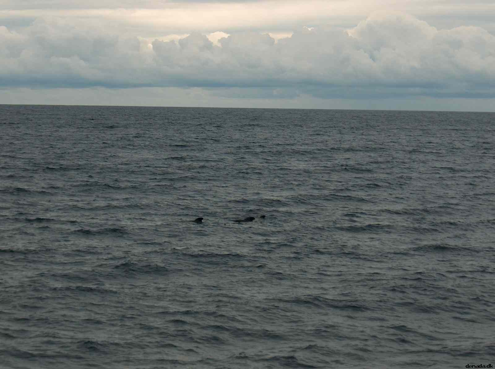 * Image 44