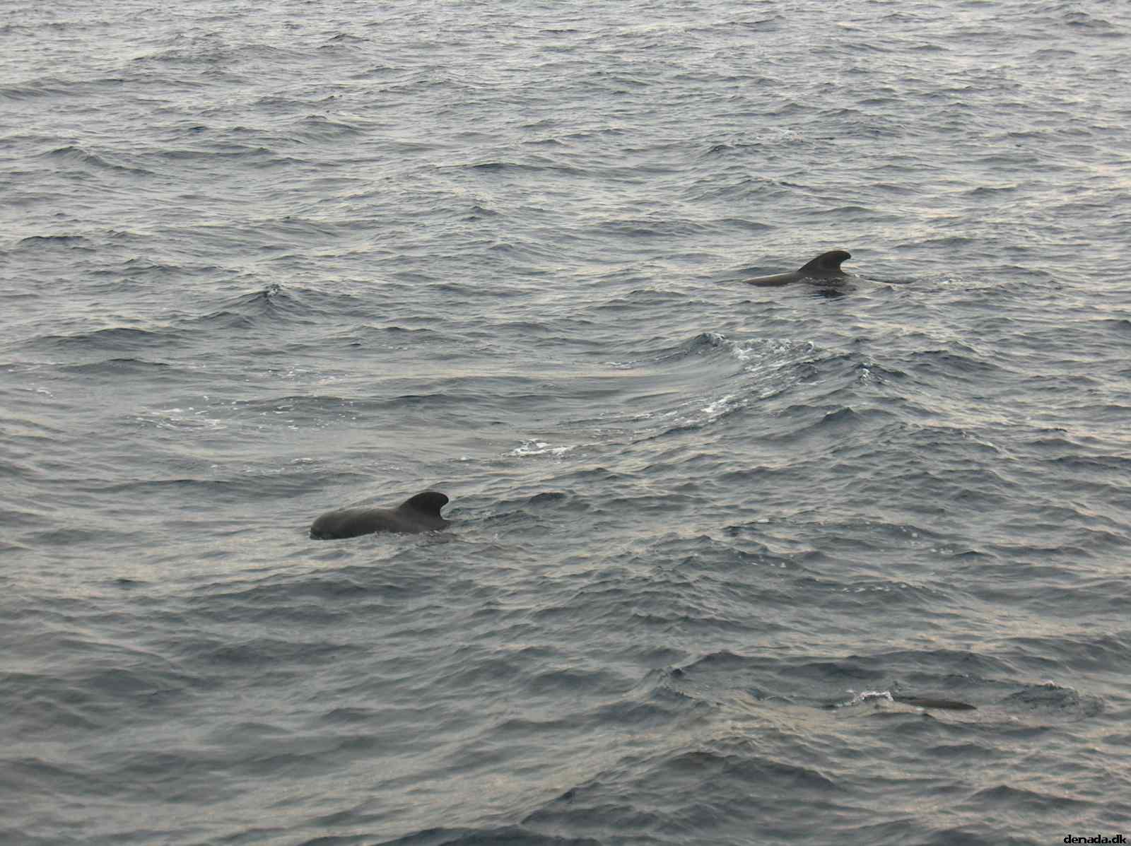 * Image 37