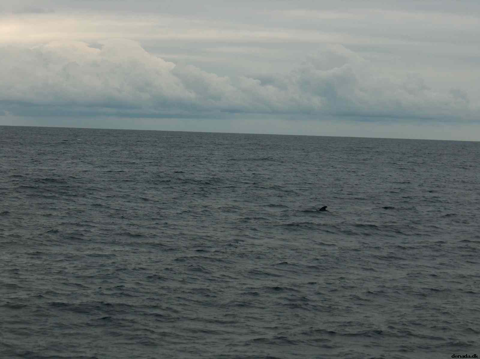 * Image 41