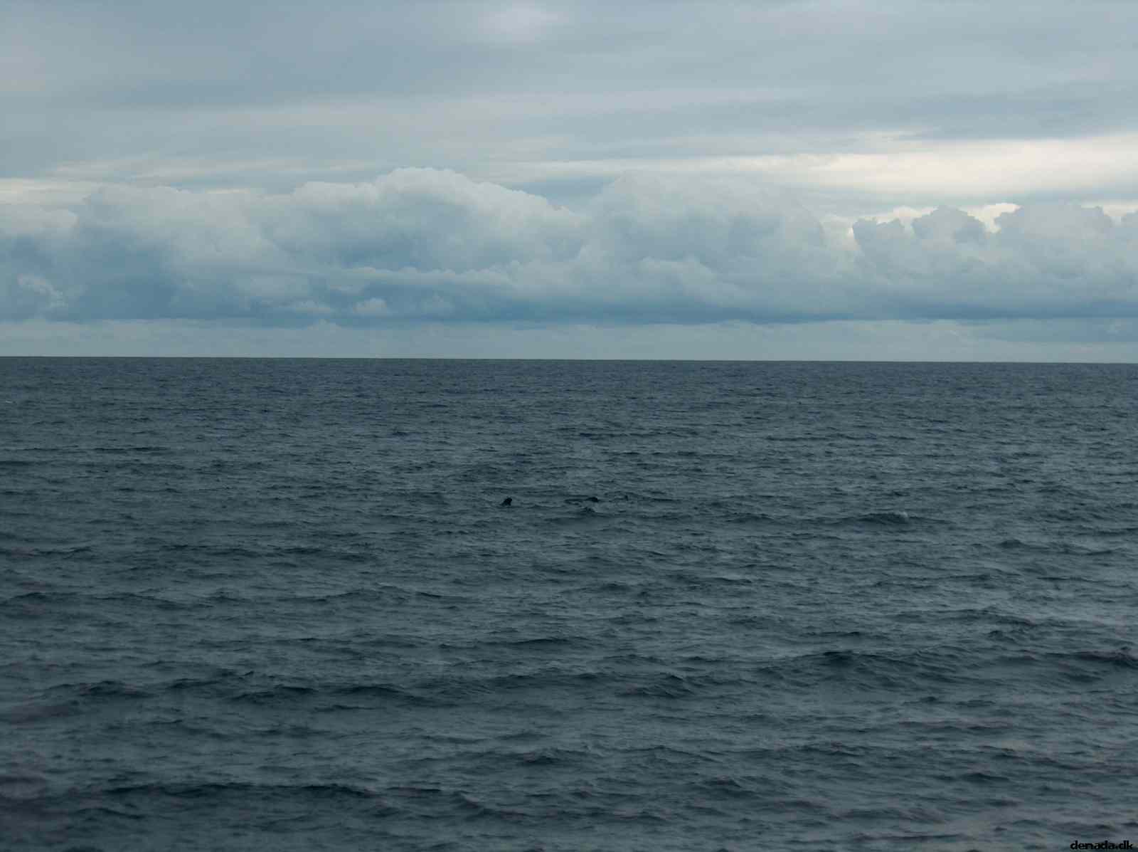 * Image 43