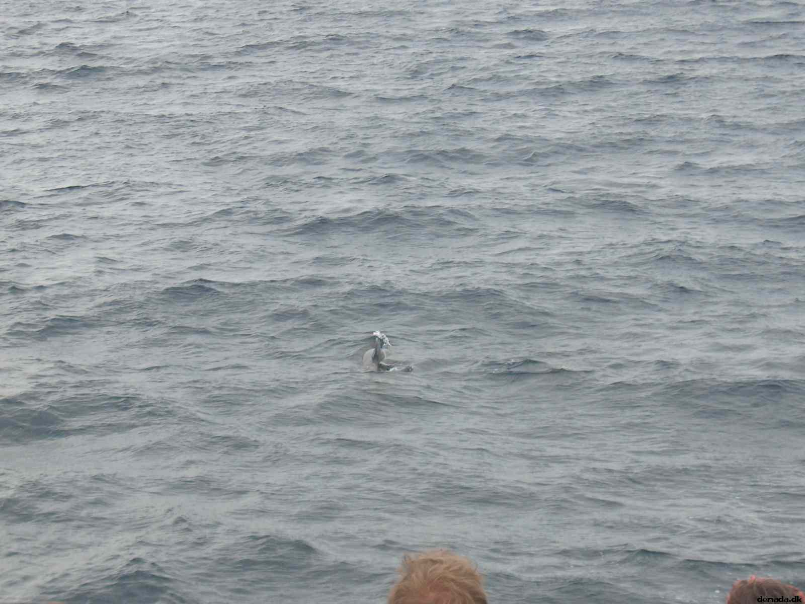 * Image 29