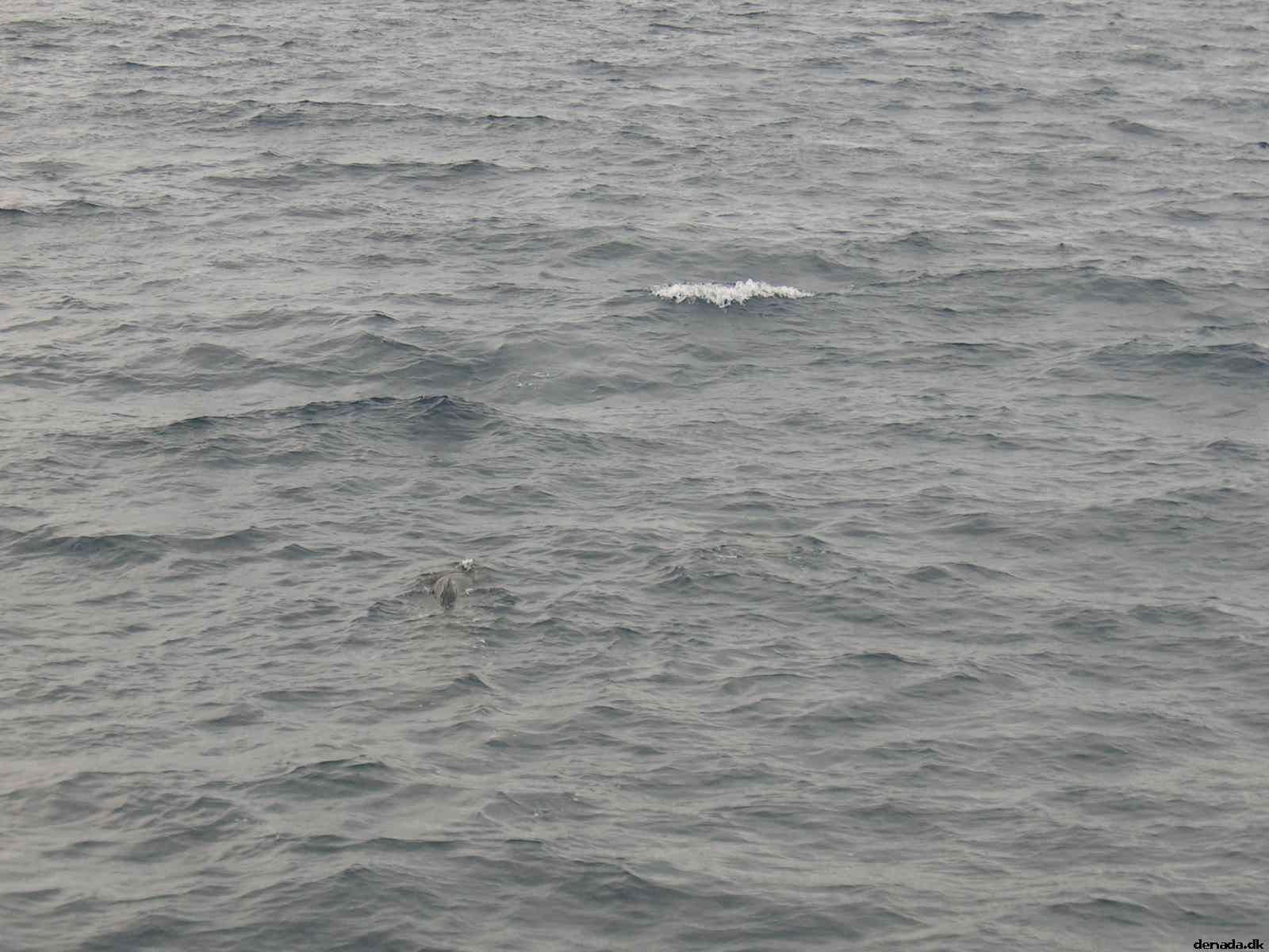* Image 33