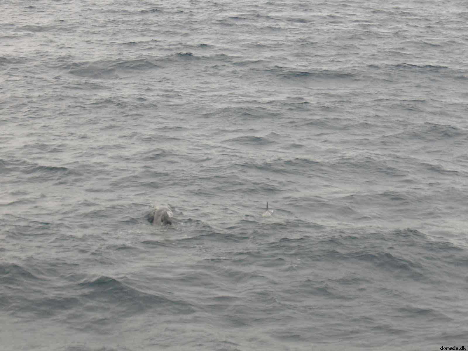 * Image 35