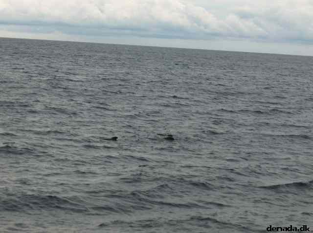 * Image 38