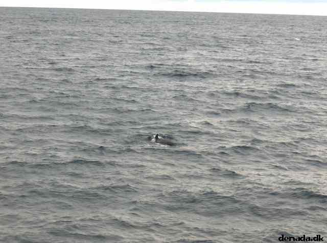 * Image 39