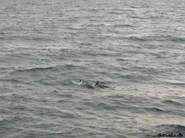 * Image 40