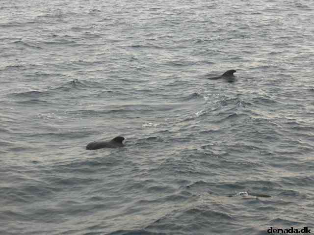 * Image 37