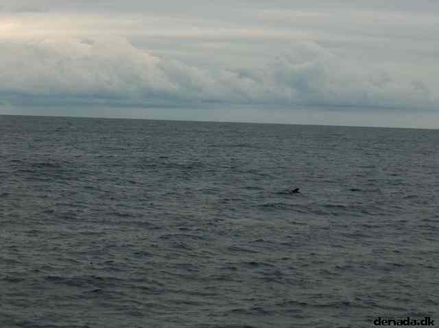 * Image 41