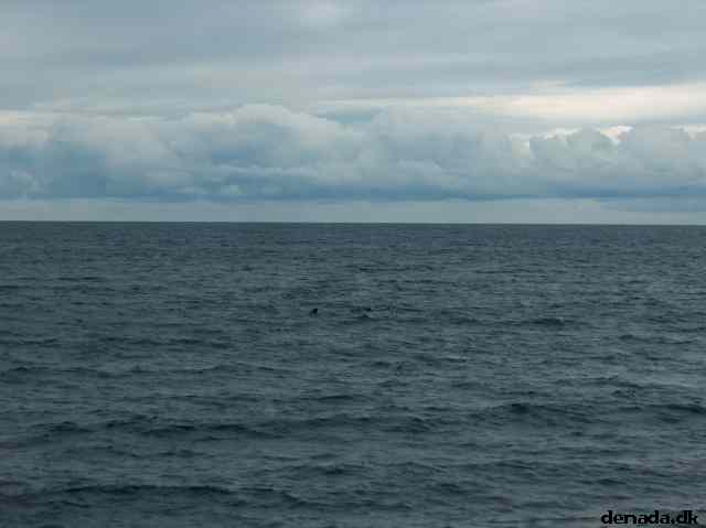 * Image 43