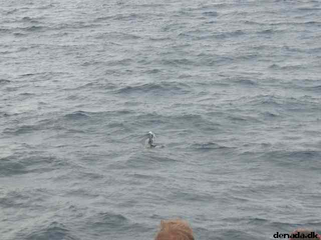 * Image 29