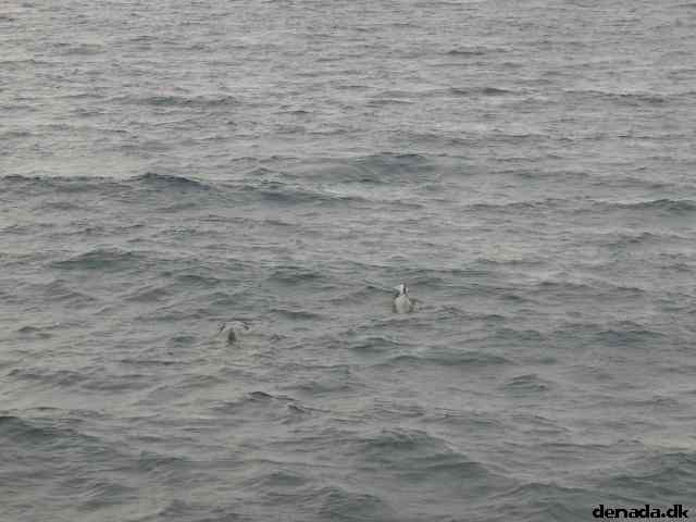 * Image 32