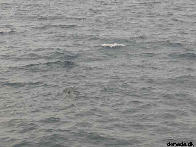 * Image 33