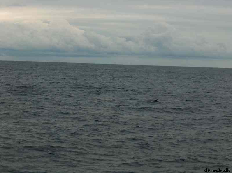 * Image 41