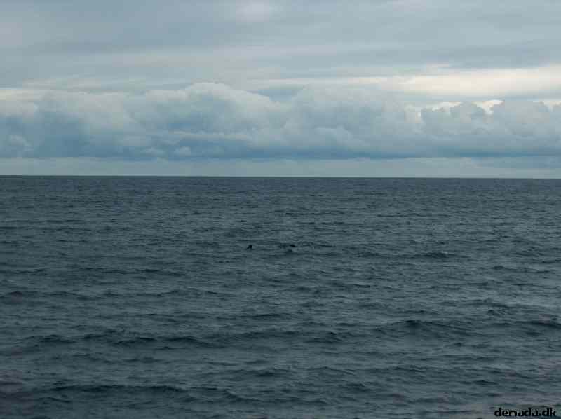 * Image 43