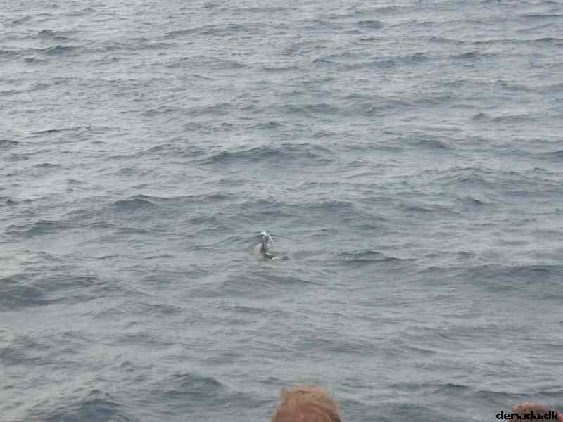 * Image 29