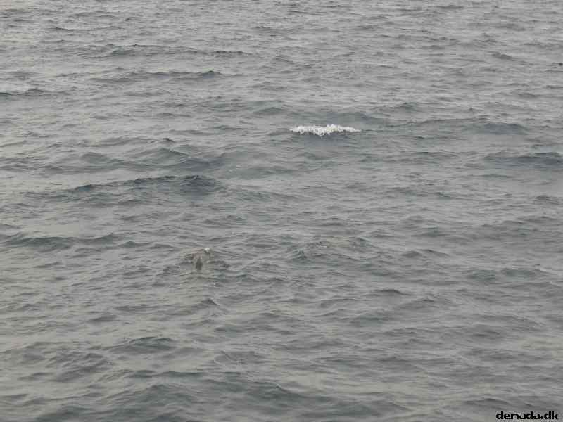 * Image 33