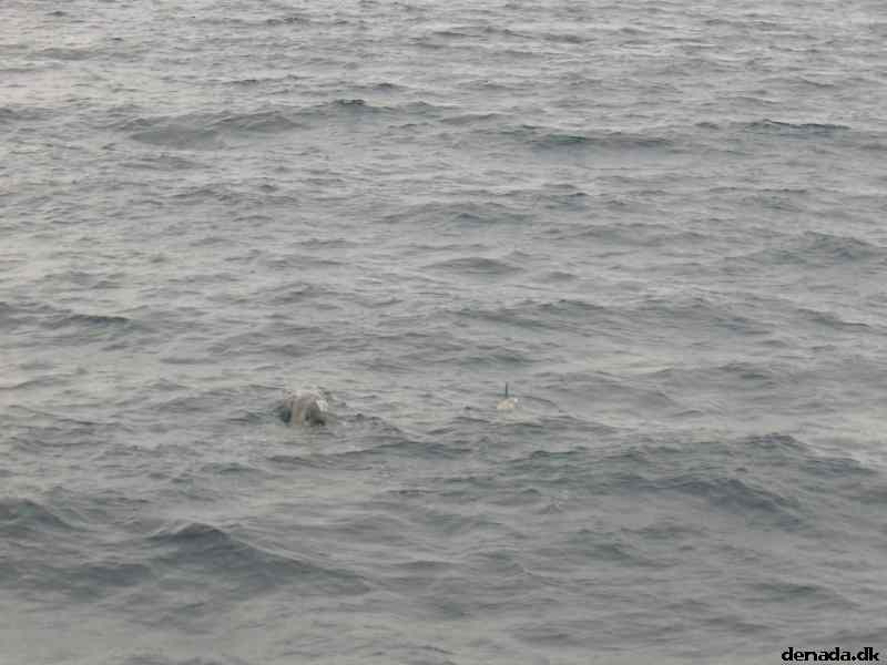 * Image 35