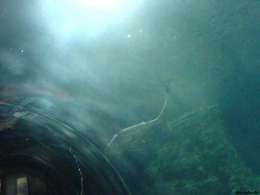 * Image 161