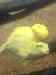 145....JPG - 2007:01:27 15:33:23